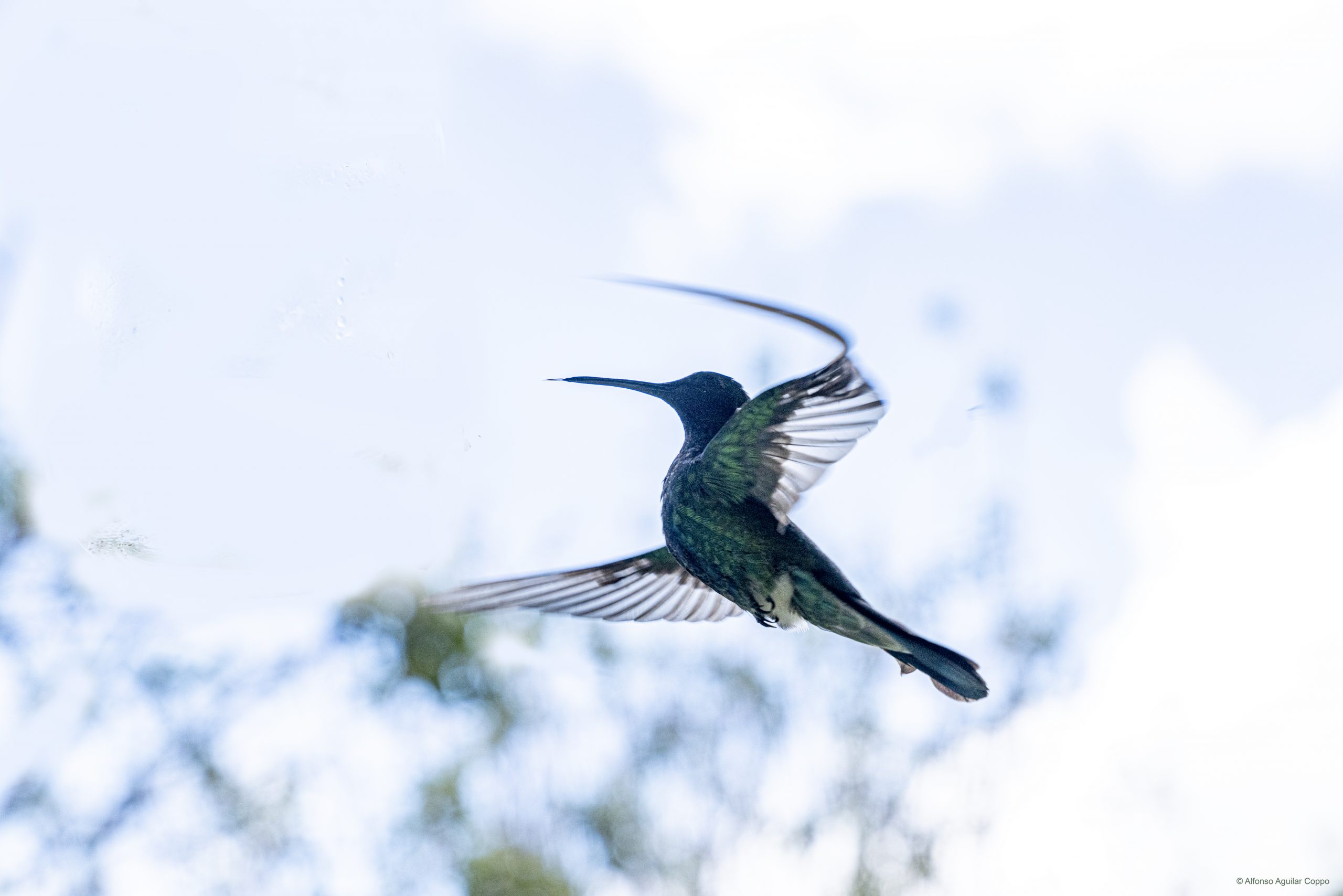 Colibrí en vuelo sobre fondo de vegetación